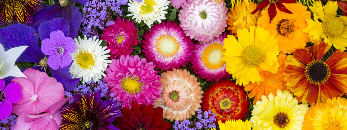 Les fleurs de Marie