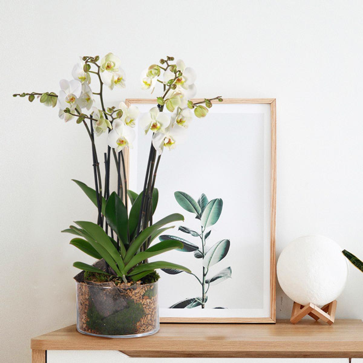 ORCHIDEE BLANCHE 4 BRANCHES