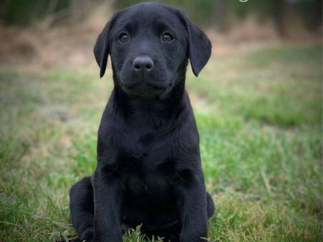 Garde d'animaux 