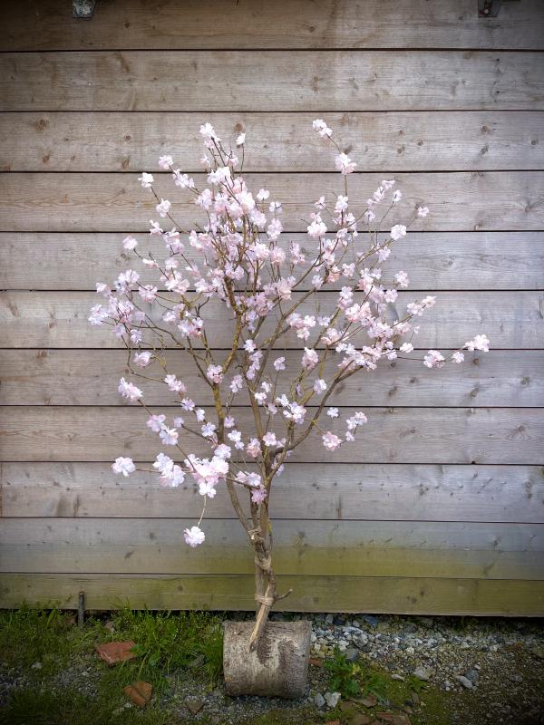 Arbre fleuri 